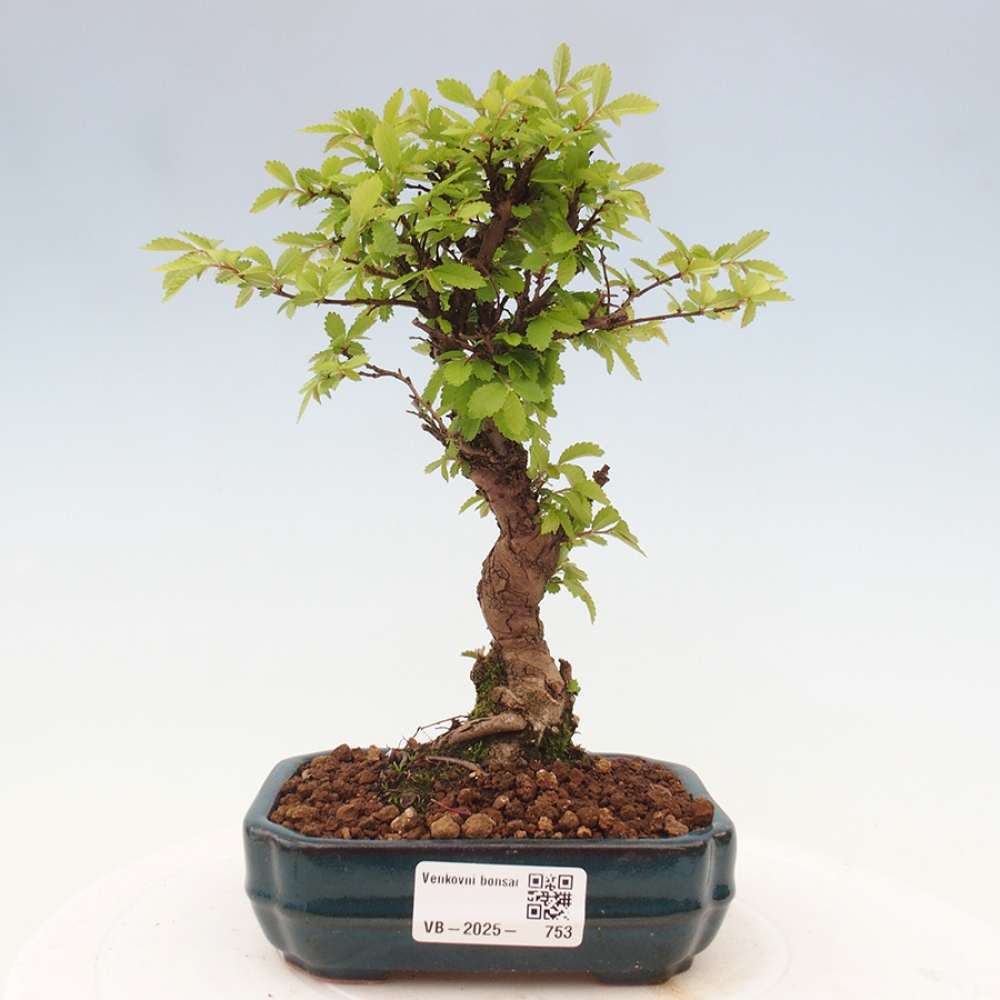 Venkovní bonsai - Zelkova - Zelkova NIRE