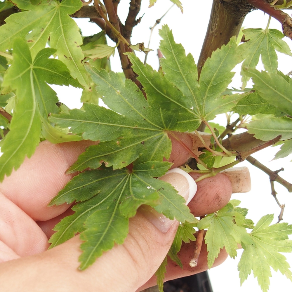 Venkovní bonsai -Javor dlanitolistý - Acer palmatum Dr Tilt v kontejneru