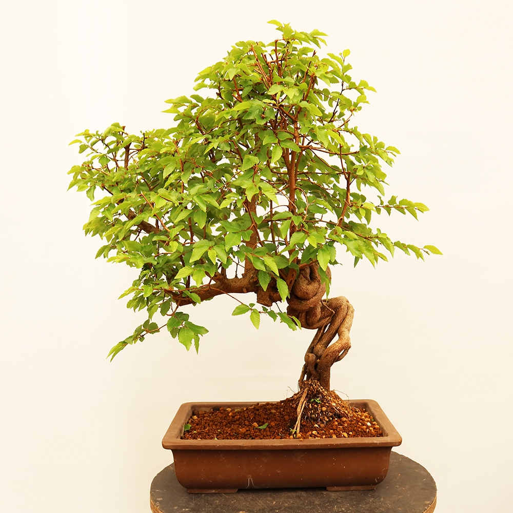 Venkovní bonsai -Carpinus Coreana - Habr korejský