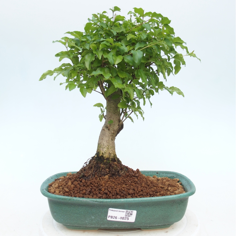Pokojová bonsai -Ligustrum chinensis - Ptačí zob