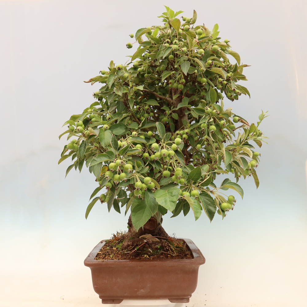 Venkovní bonsai -Malus halliana - Maloplodá jabloň