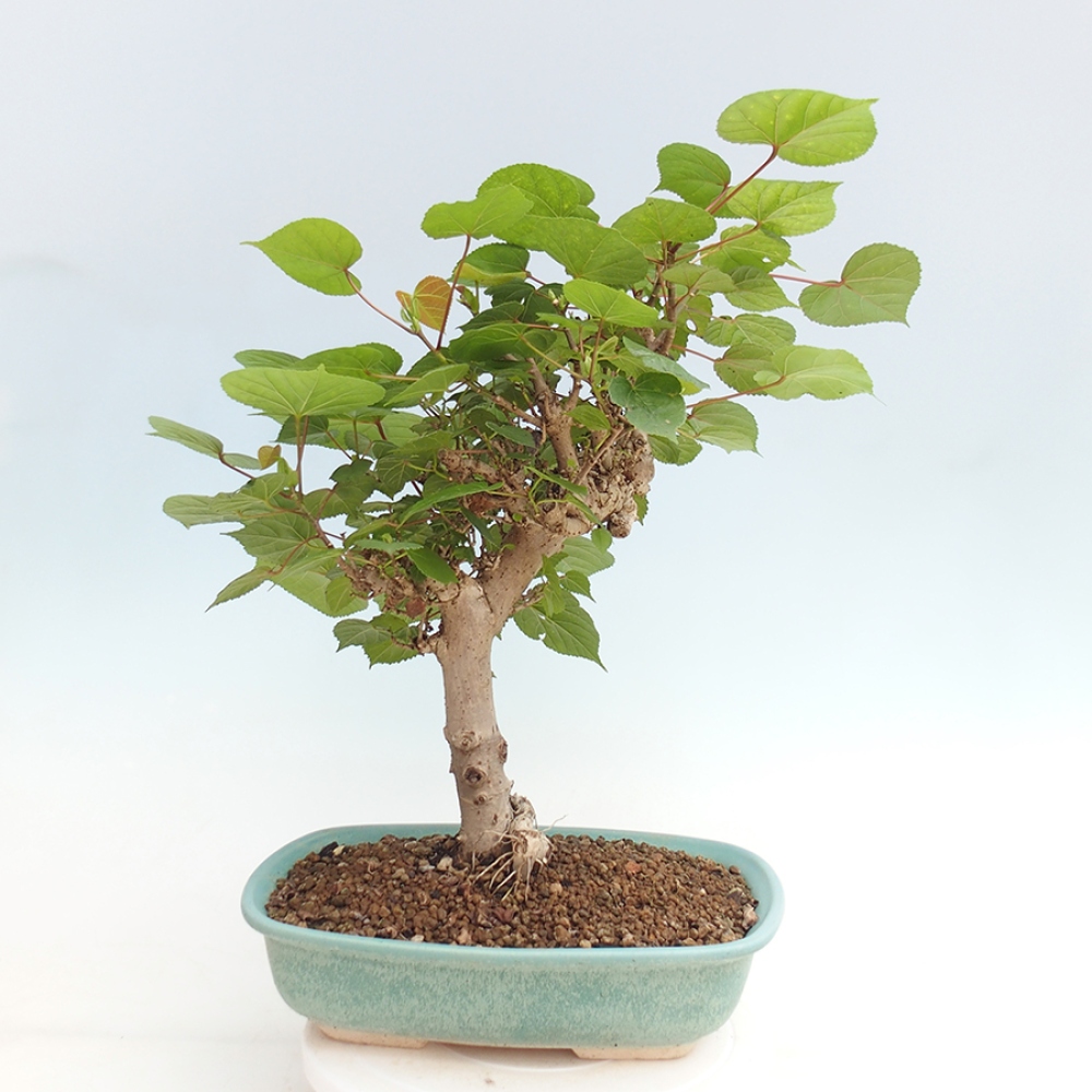 Pokojová bonsai - Hibiscus tiliaceus - Ibišek lípovitý, morský