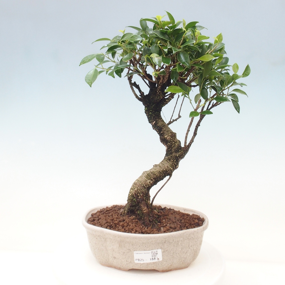 Pokojová bonsai - Ficus retusa -  malolistý fíkus