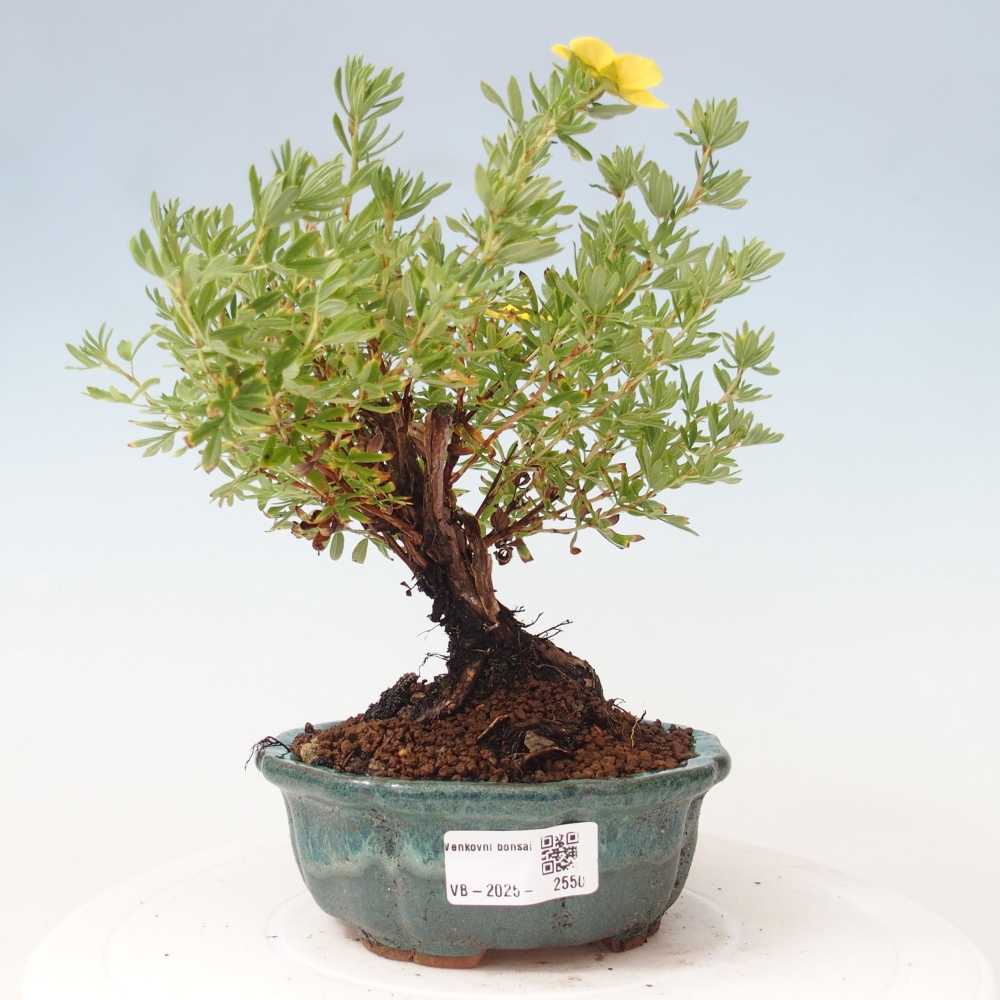 Venkovní bonsai-Mochna křovitá - potentila fruticosa yellow Bird