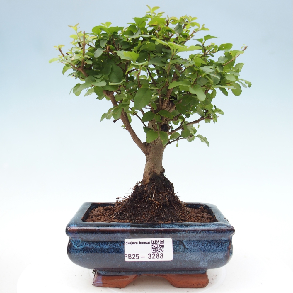 Pokojová bonsai -Ligustrum chinensis - Ptačí zob