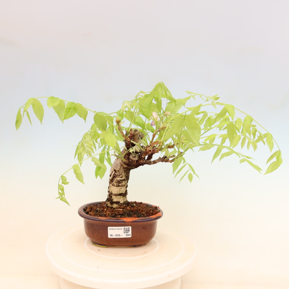 Venkovní bonsai - Vistarie květnatá - Wisteria floribunda