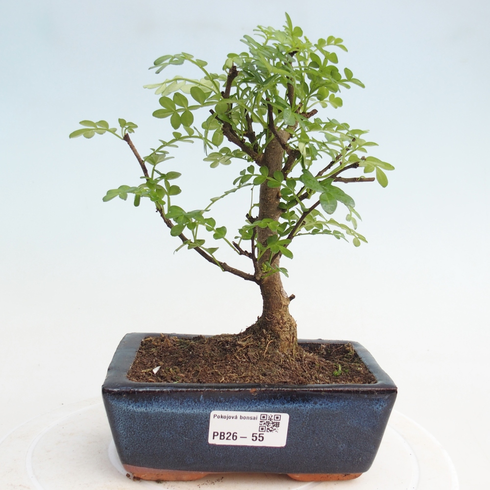 Pokojová bonsai - Zantoxylum piperitum - pepřovník