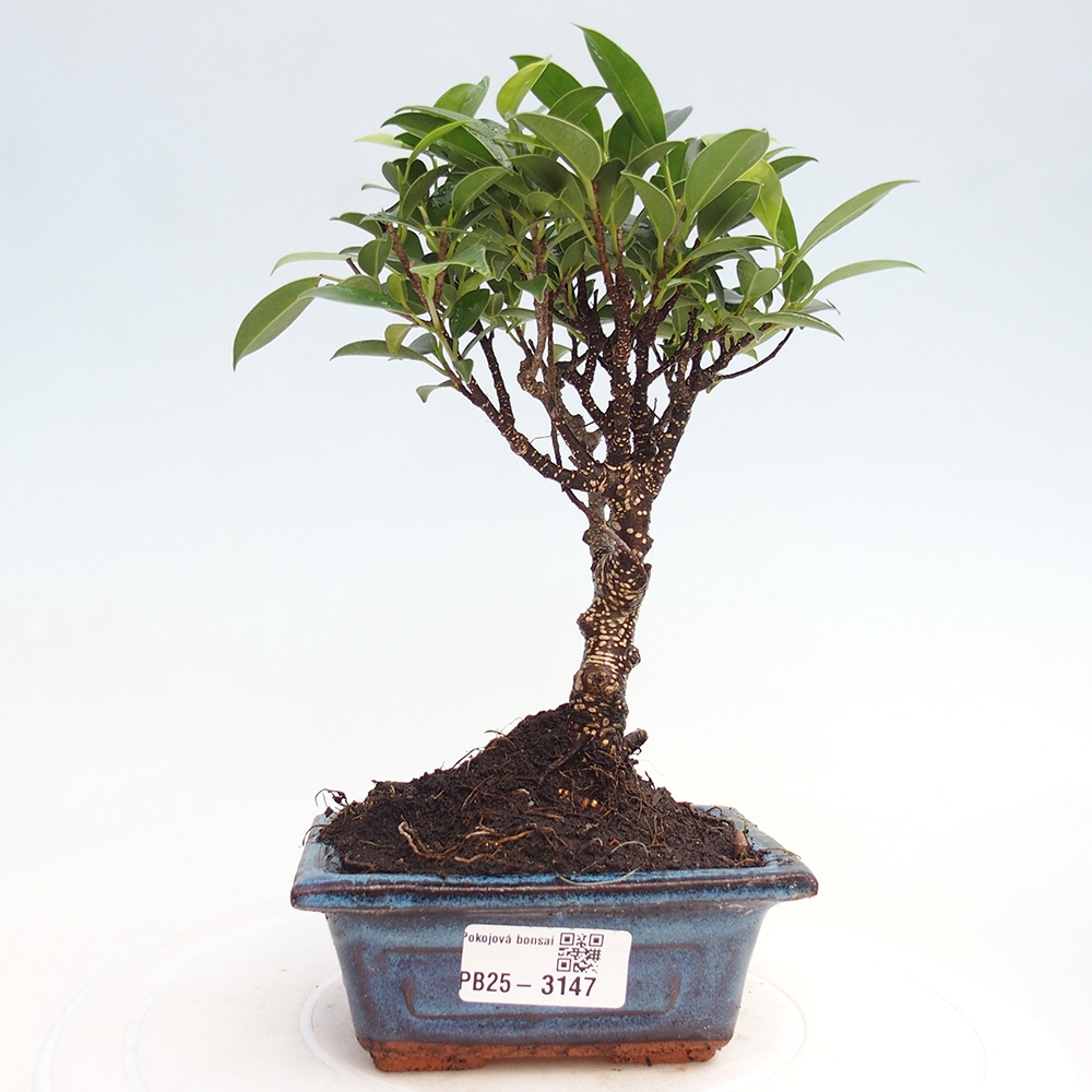 Pokojová bonsai Ficus retusa kimmen