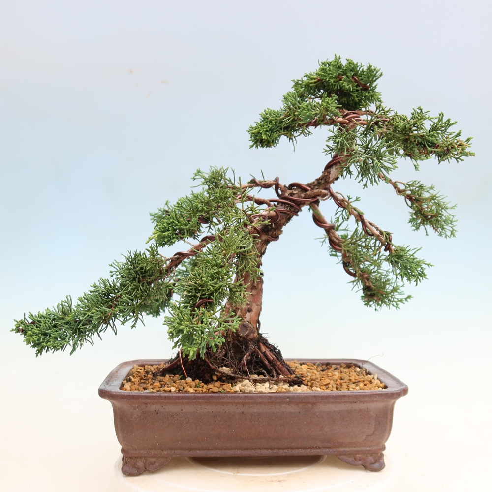 Venkovní bonsai - Juniperus chinensis Kishu -Jalovec čínský