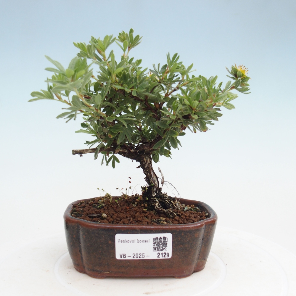 Venkovní bonsai-Mochna křovitá - potentila fruticosa yellow Bird
