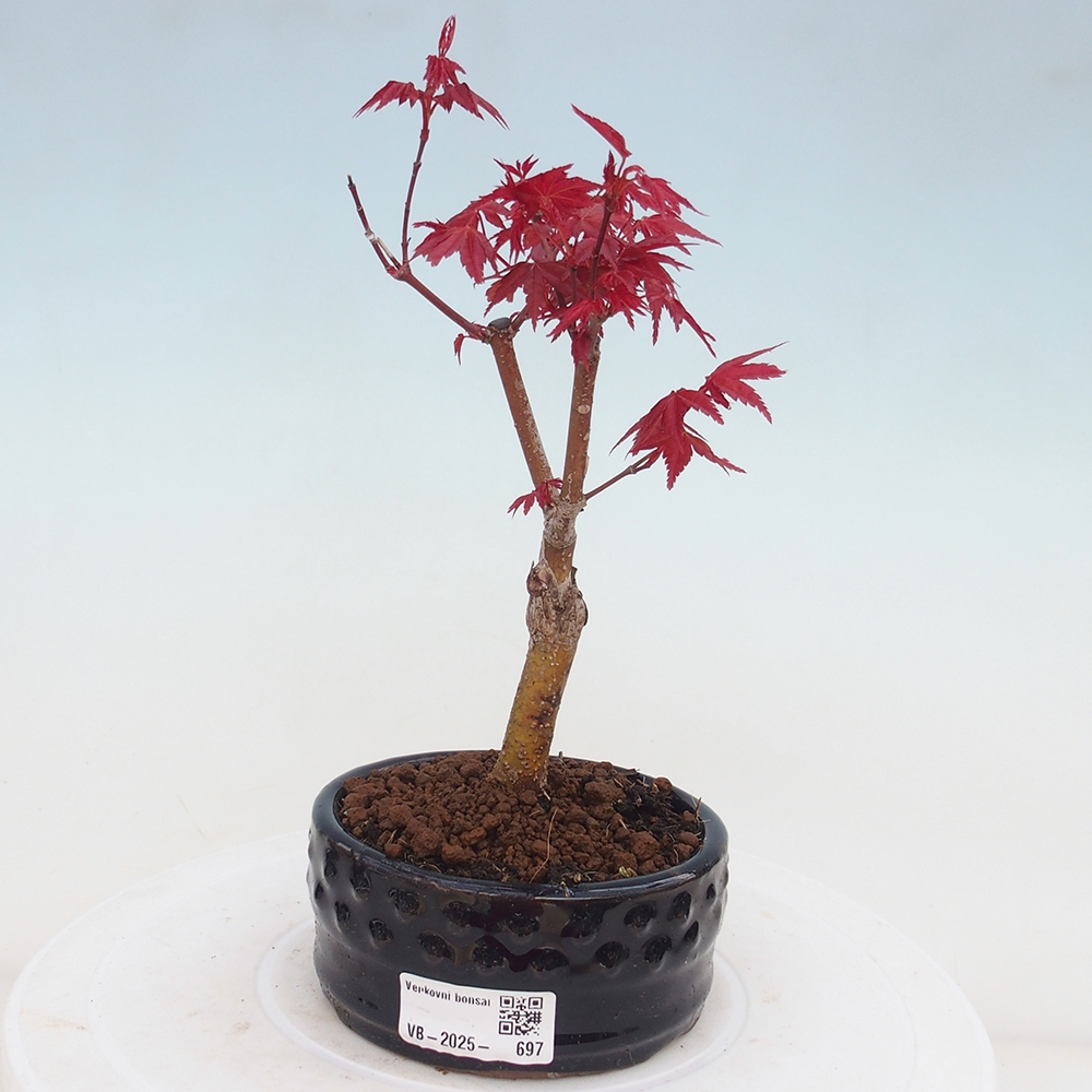 Venkovní bonsai - Javor dlanitolistý - Acer palmatum DESHOJO