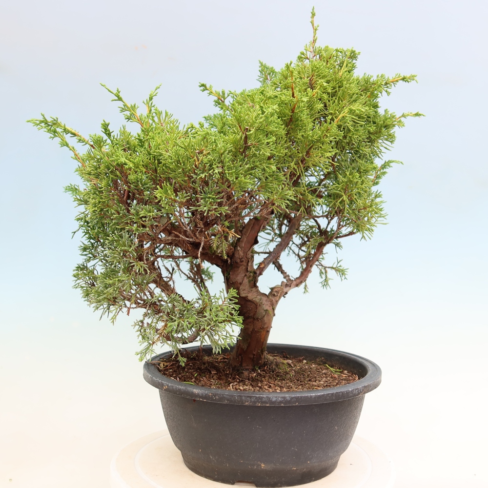 Venkovní bonsai - Juniperus chinensis Itoigawa-Jalovec čínský