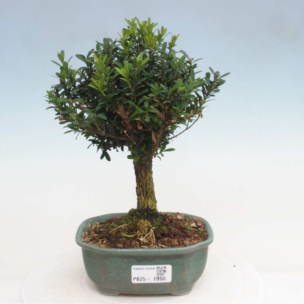 Pokojová bonsai - Buxus harlandii - korkový buxus