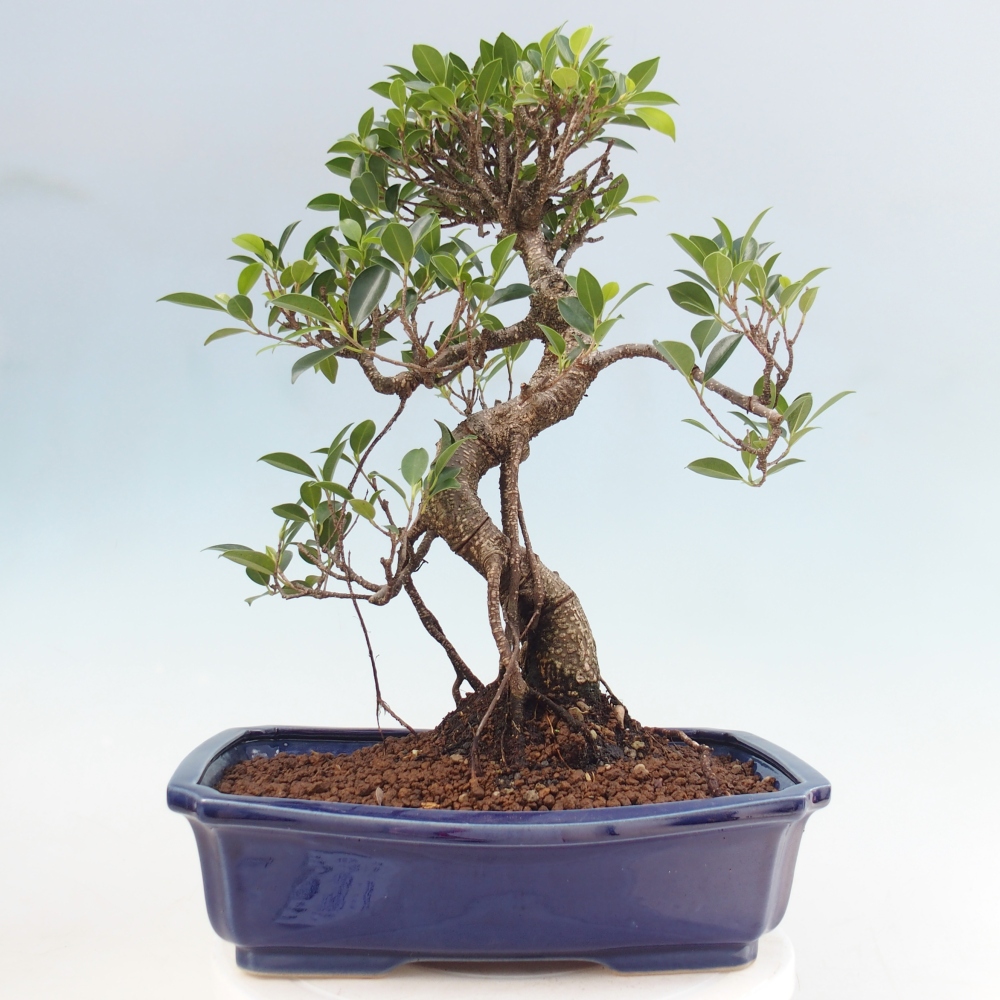 Pokojová bonsai - Ficus kimmen -  malolistý fíkus