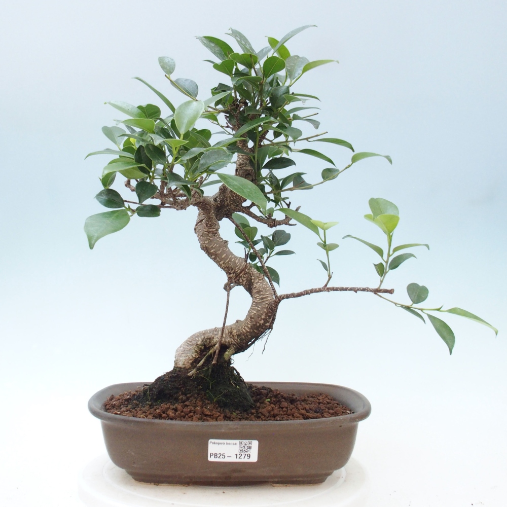 Pokojová bonsai - Ficus kimmen -  malolistý fíkus