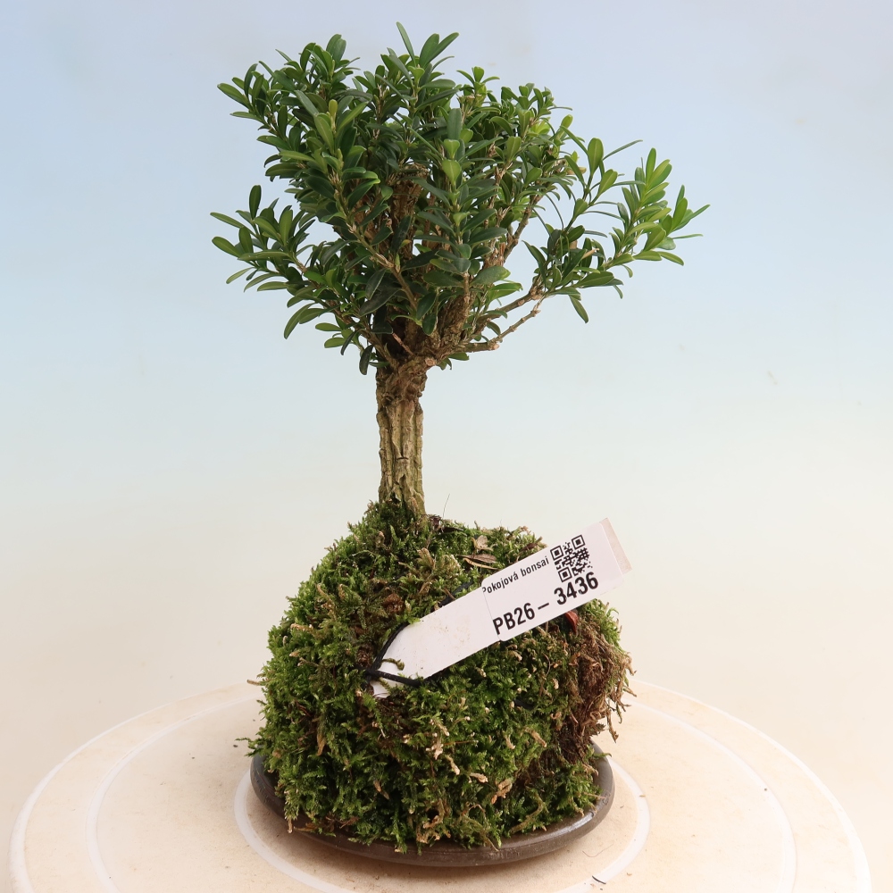 Kokedama s podmiskou - Buxus harlandii -korkový buxus	