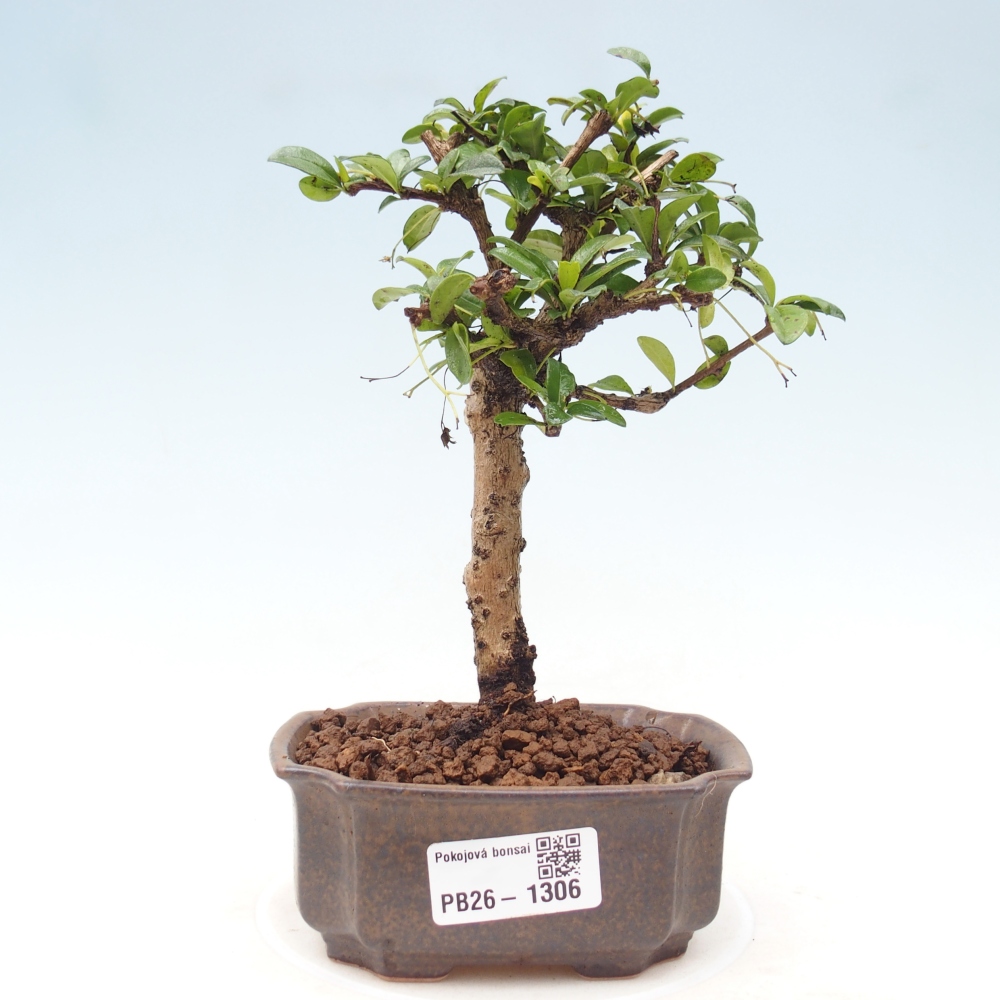 Pokojová bonsai - Carmona macrophylla - Čaj fuki