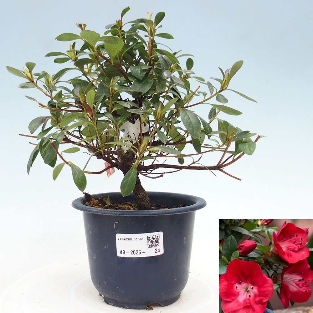 Venkovní bonsai - Japonská azalka - Azalea Benibeni