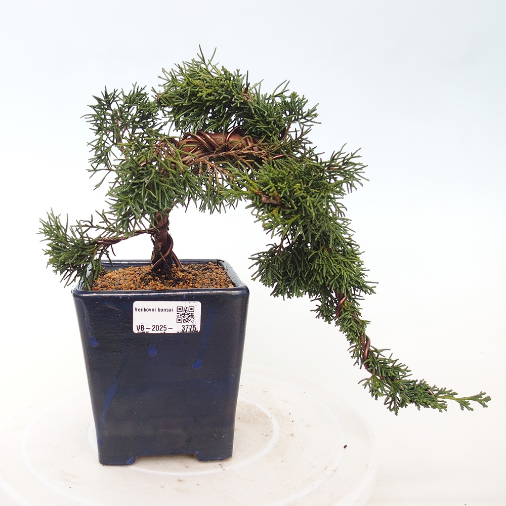 Venkovní bonsai - Juniperus chinensis Kishu -Jalovec čínský