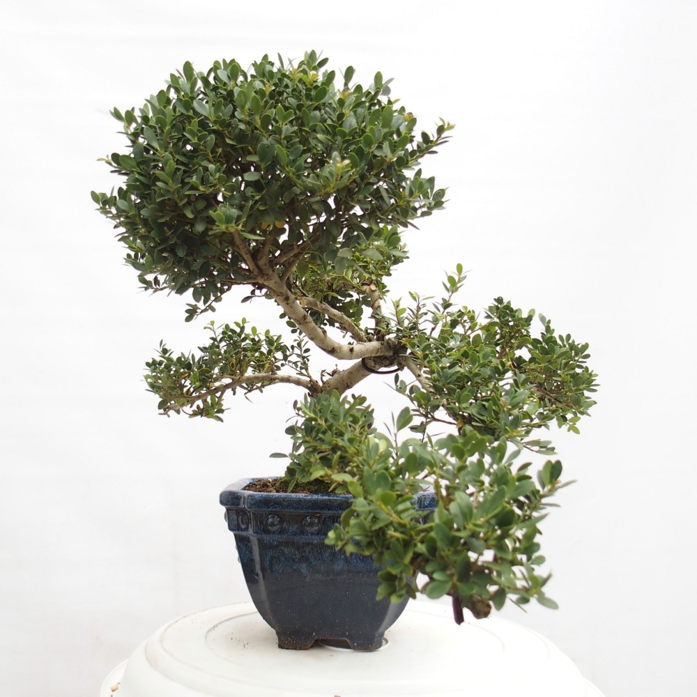 Pokojová bonsai - Ilex crenata - Cesmína