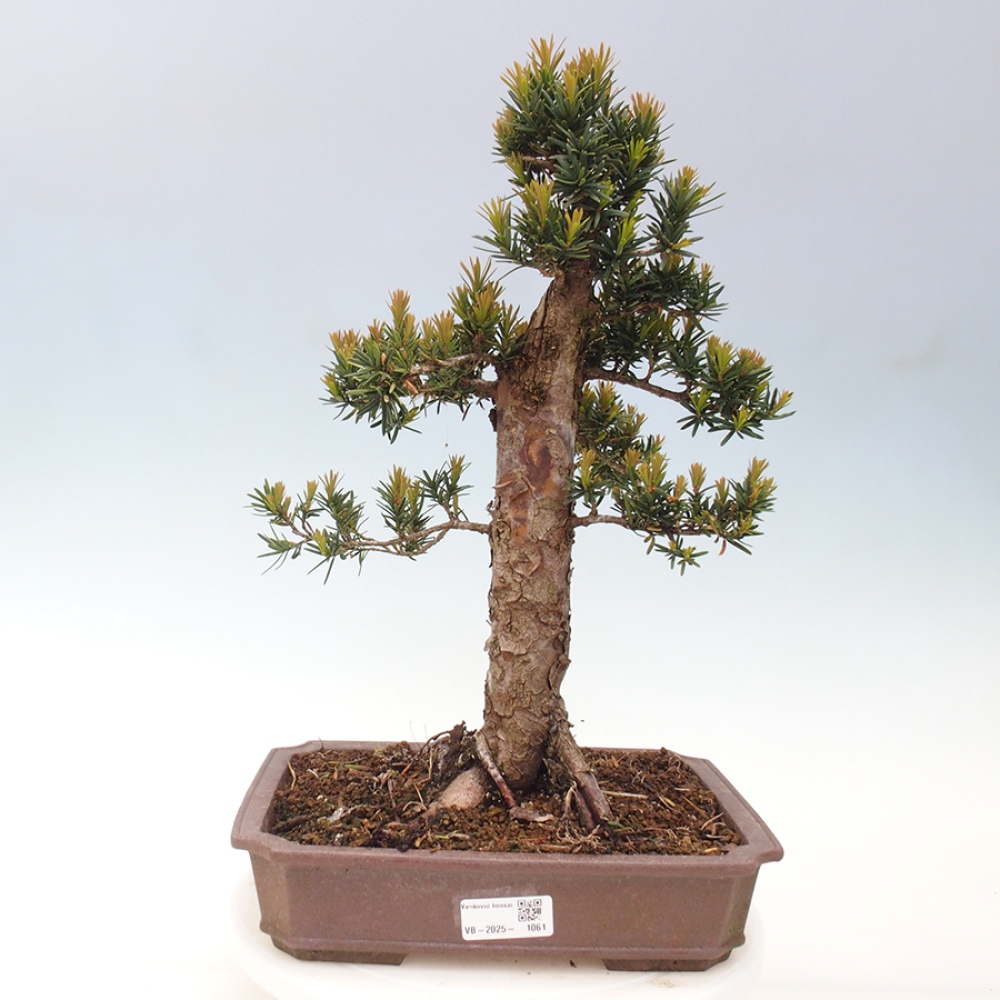 Venkovní bonsai - Taxus cuspidata  - Tis japonský