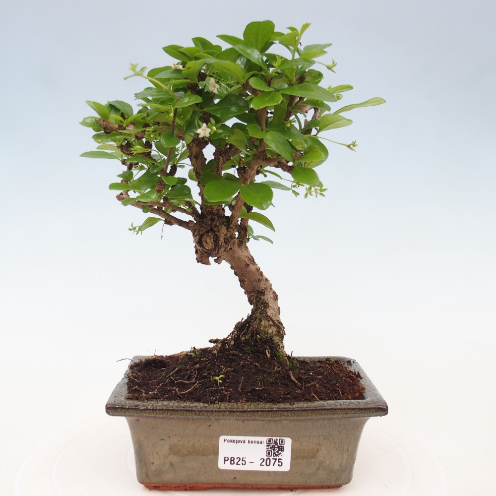 Pokojová bonsai - Carmona macrophylla - Čaj fuki