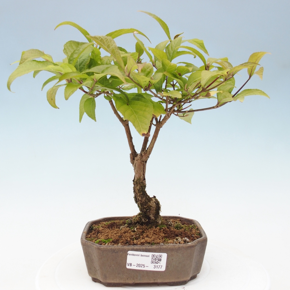 Venkovní bonsai - krásnoplodka - Callicarpa japonica