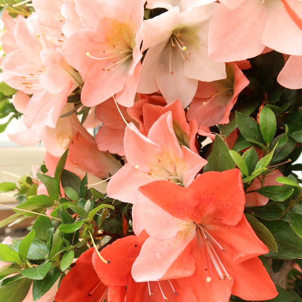 Venkovní bonsai - Japonská azalka - Azalea Sansai