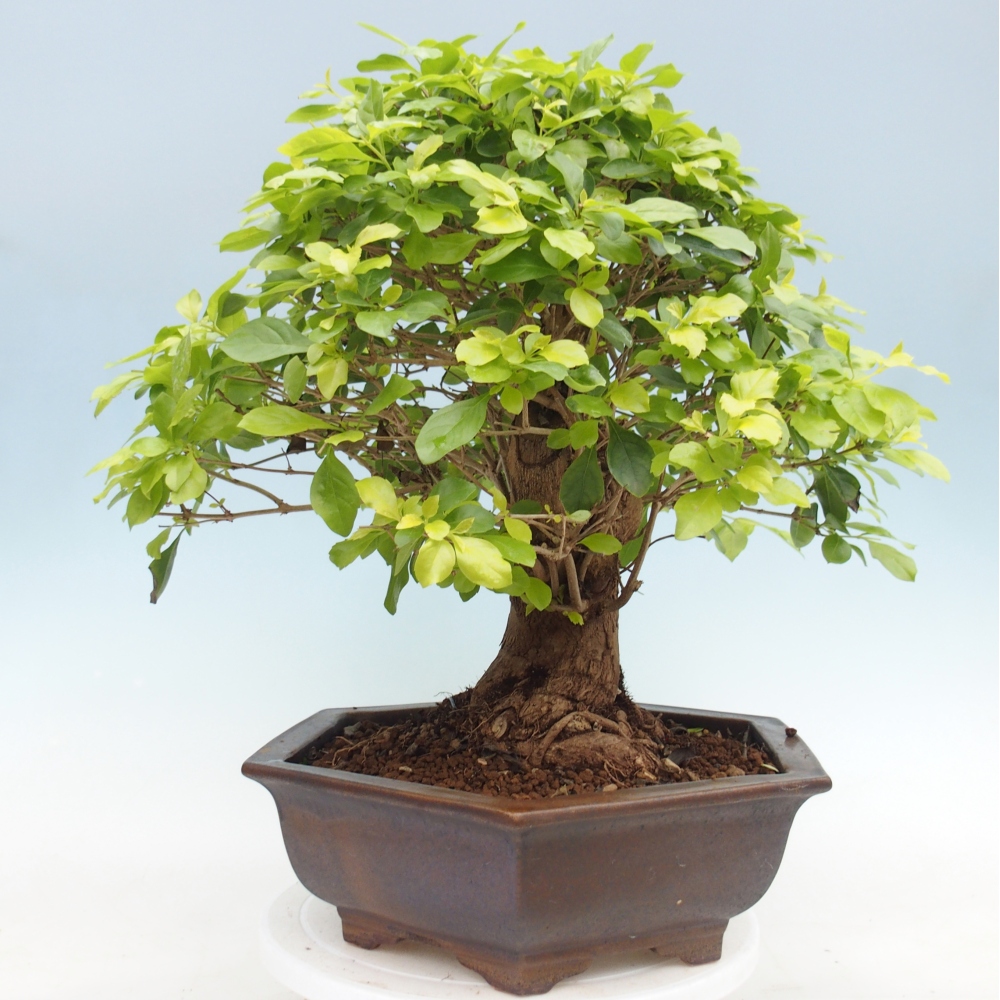 Pokojová bonsai - Duranta erecta Aurea - POUZE OSOBNÍ ODBĚR nebo paletová přeprava