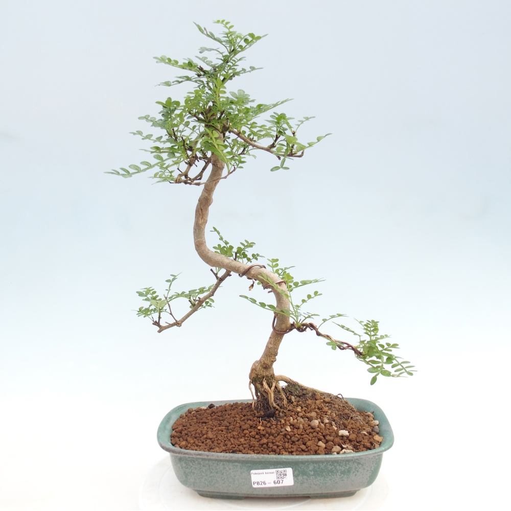 Pokojová bonsai - Zantoxylum piperitum - pepřovník