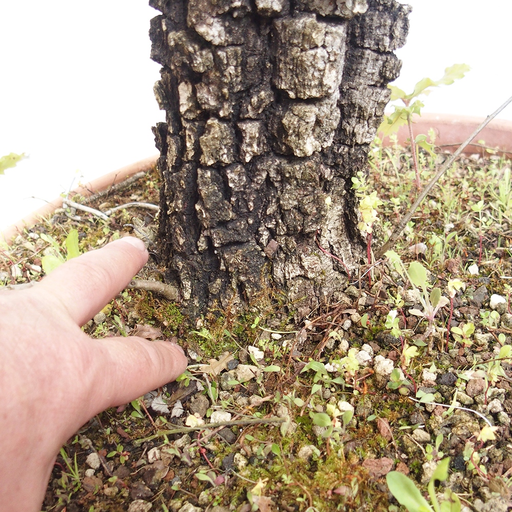 Venkovní bonsai Quercus Cerris - Dub Cer