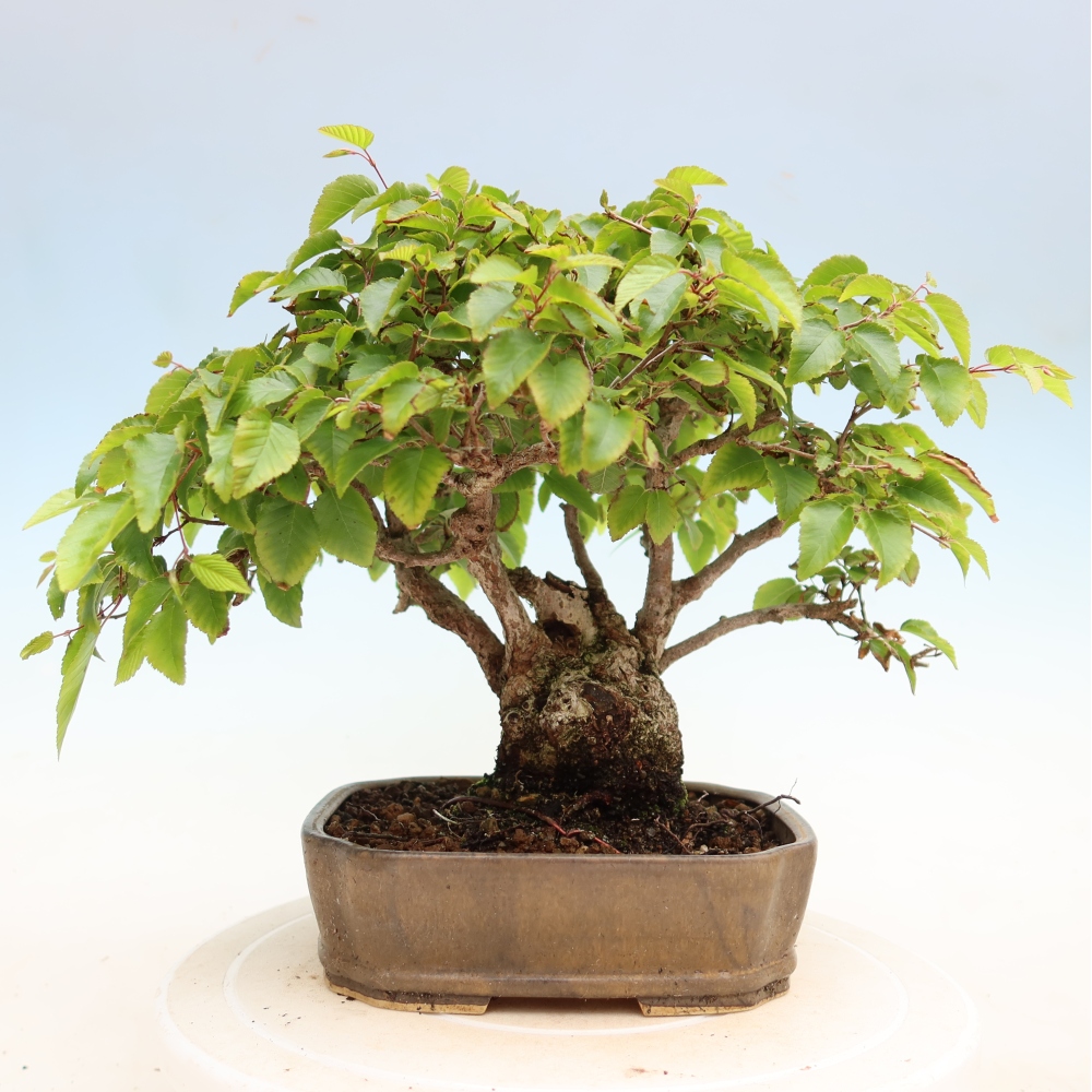 Venkovní bonsai -Carpinus Coreana - Habr korejský