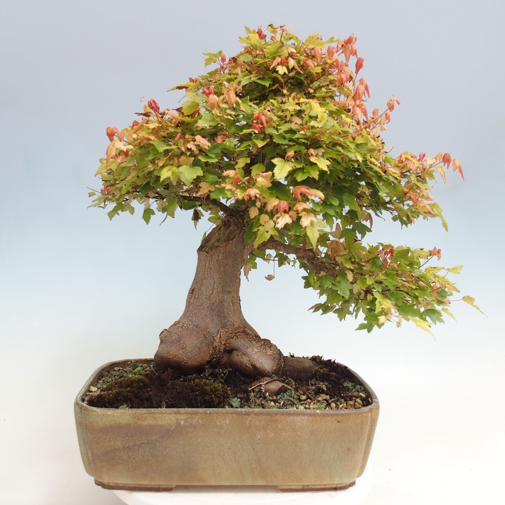 Venkovní bonsai - Acer Buergerianum - Javor Burgerův