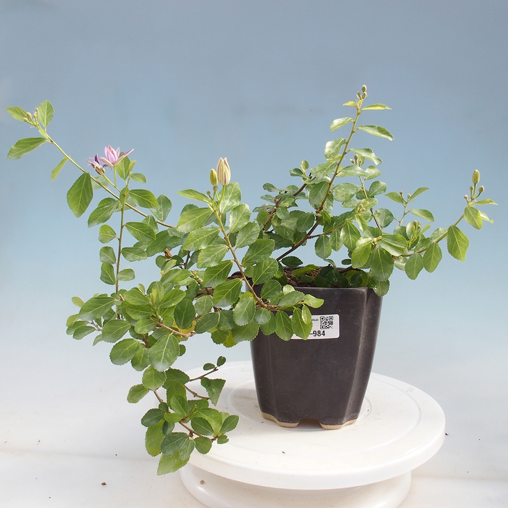 Pokojová bonsai - Grewia occidentalis - Hvězdice levandulová