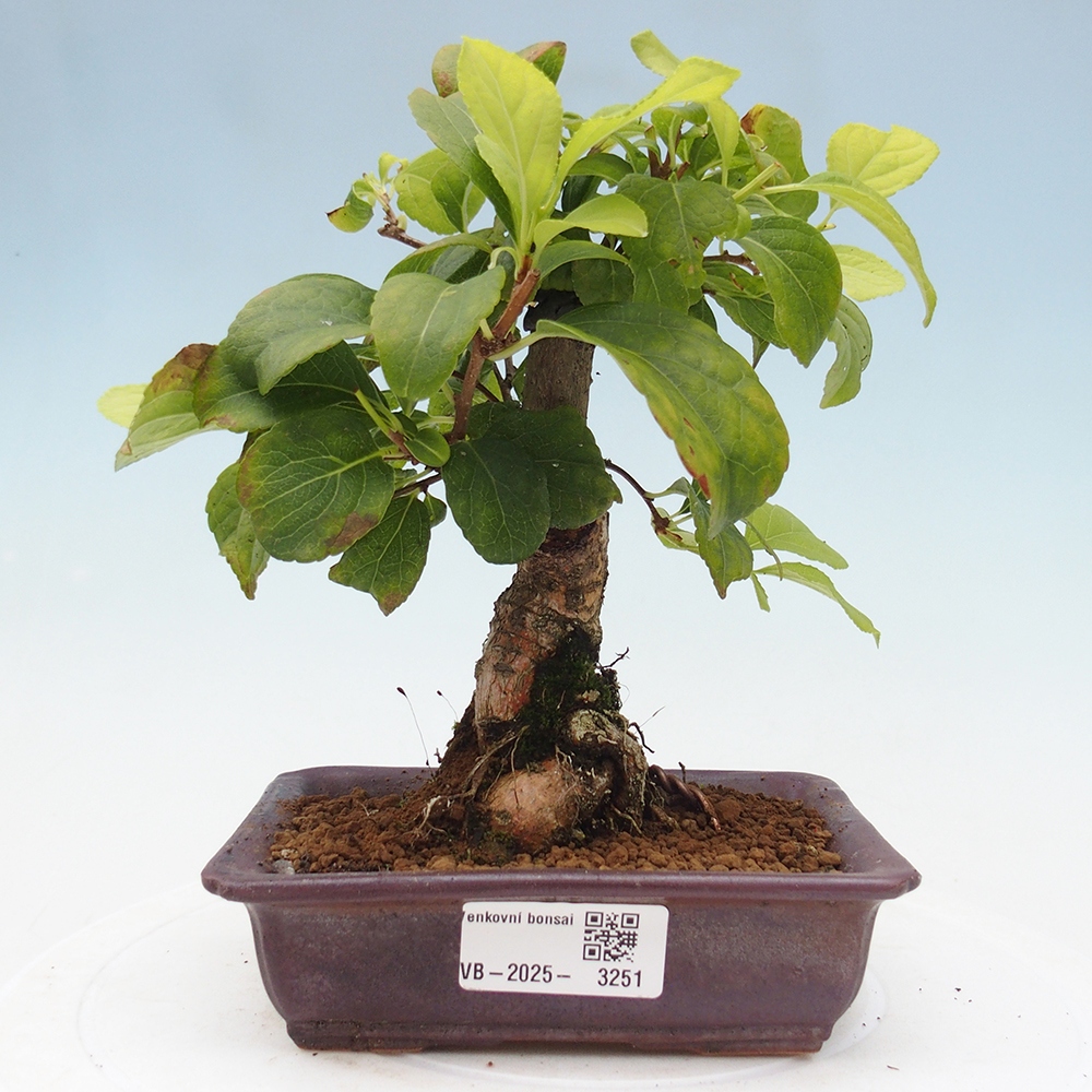 Venkovní bonsai - Celastrus  orbiculatus - Jesenec okrouhlolistý