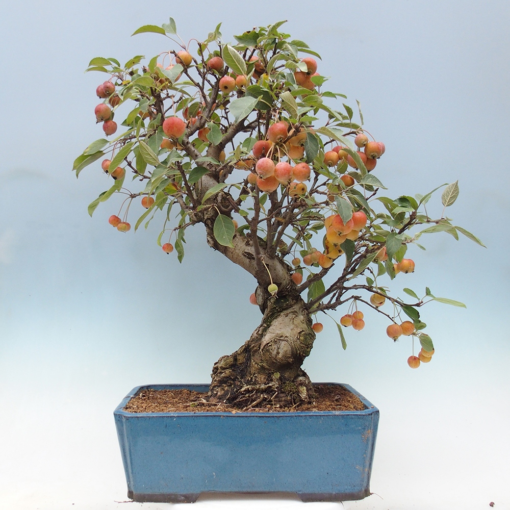 Venkovní bonsai -Malus halliana - Maloplodá jabloň