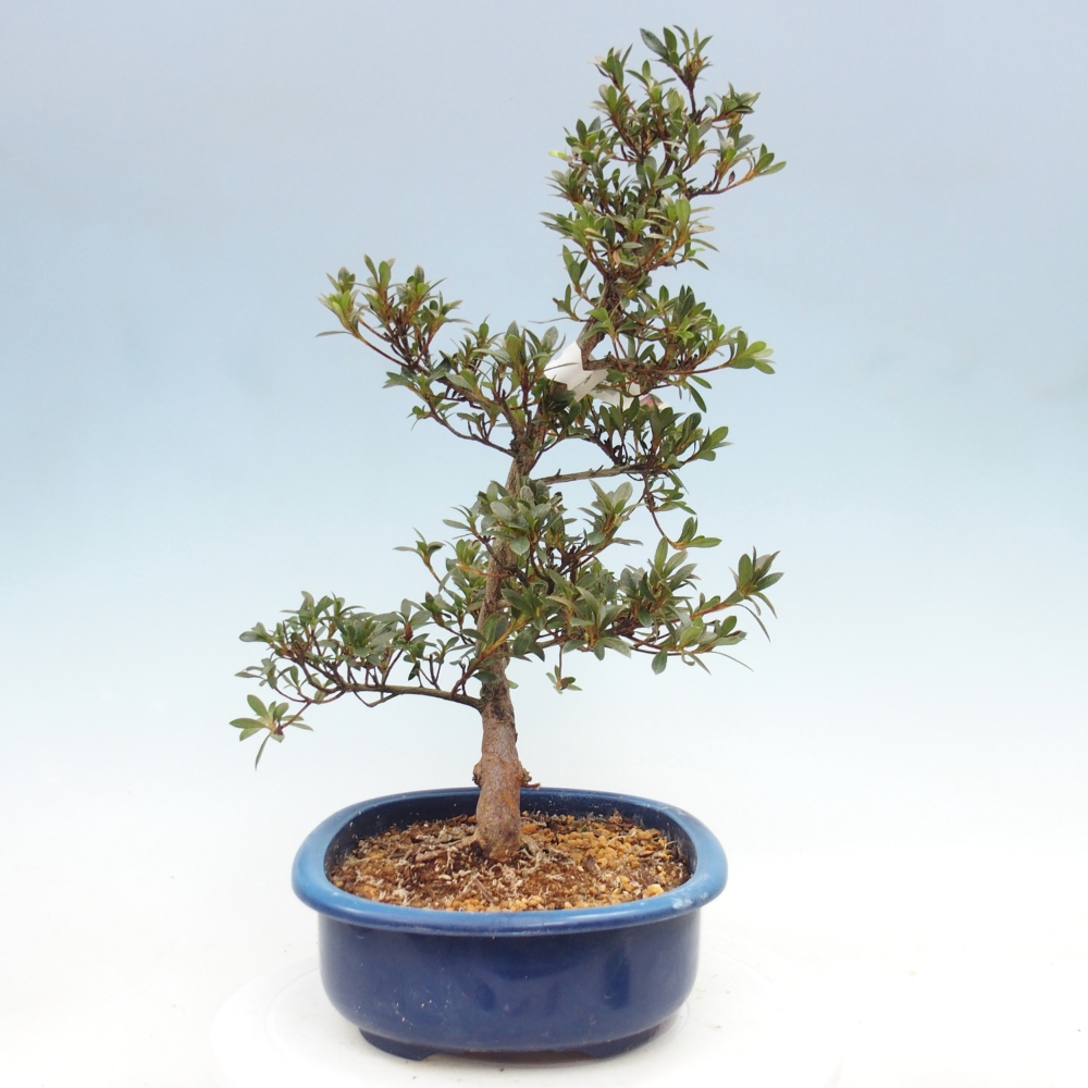 Venkovní bonsai - Japonská azalka - Azalea Beniko
