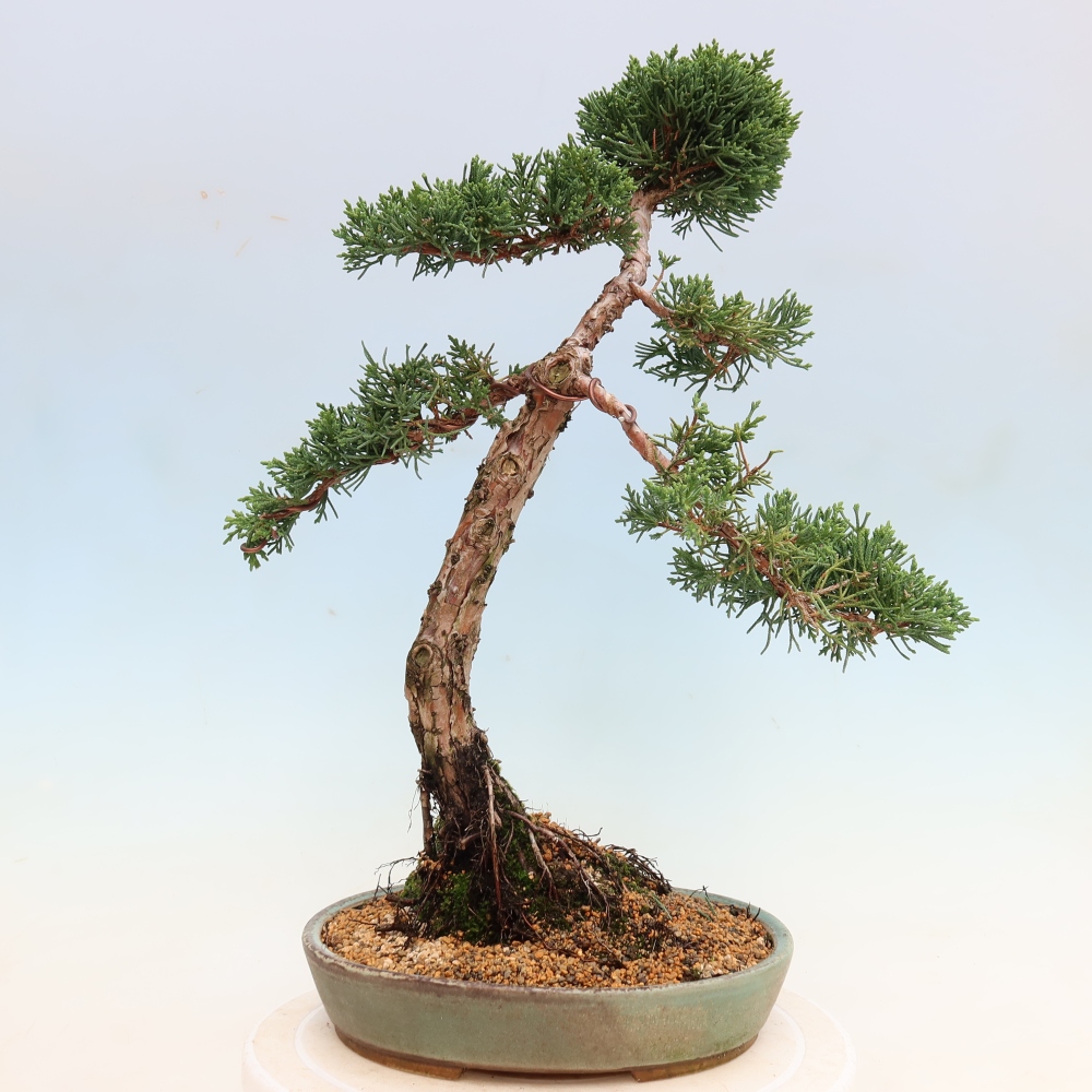 Venkovní bonsai - Juniperus chinensis Kishu -Jalovec čínský