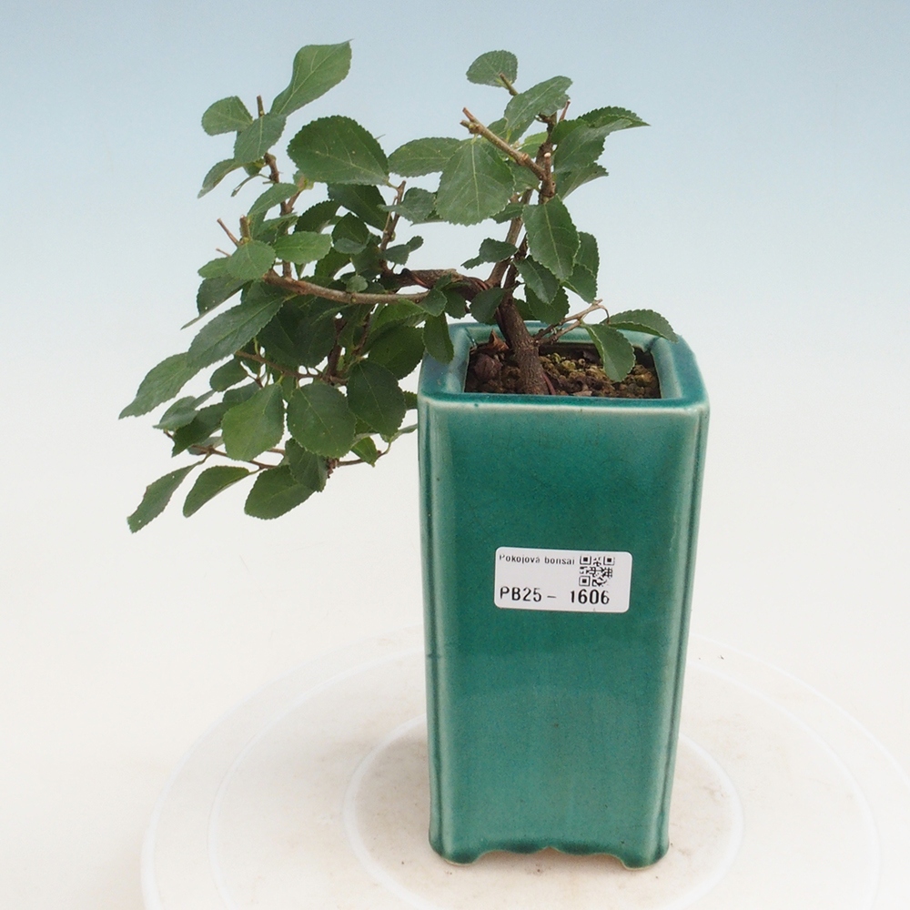 Pokojová bonsai - Grewia occidentalis - Hvězdice levandulová