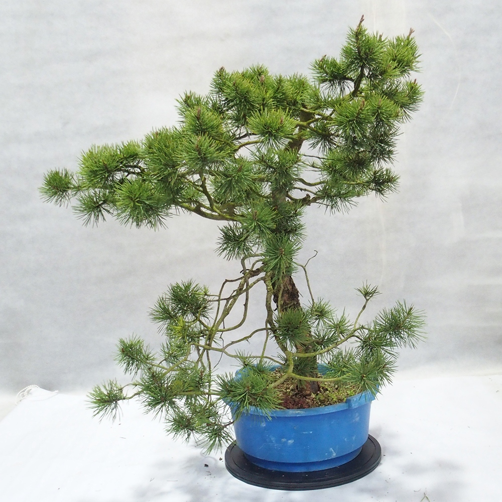 Yamadori - Pinus sylvestris 