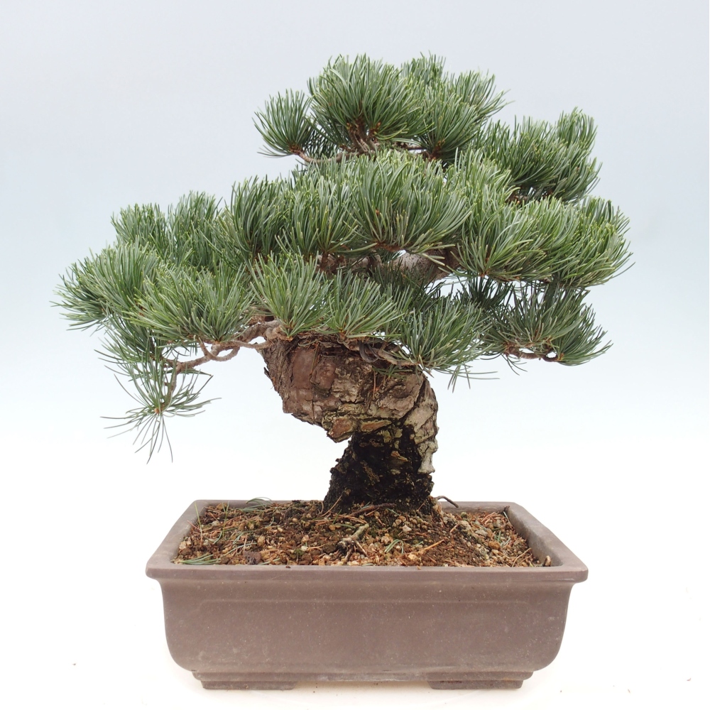 Venkovní bonsai - Pinus parviflora - Borovice drobnokvětá