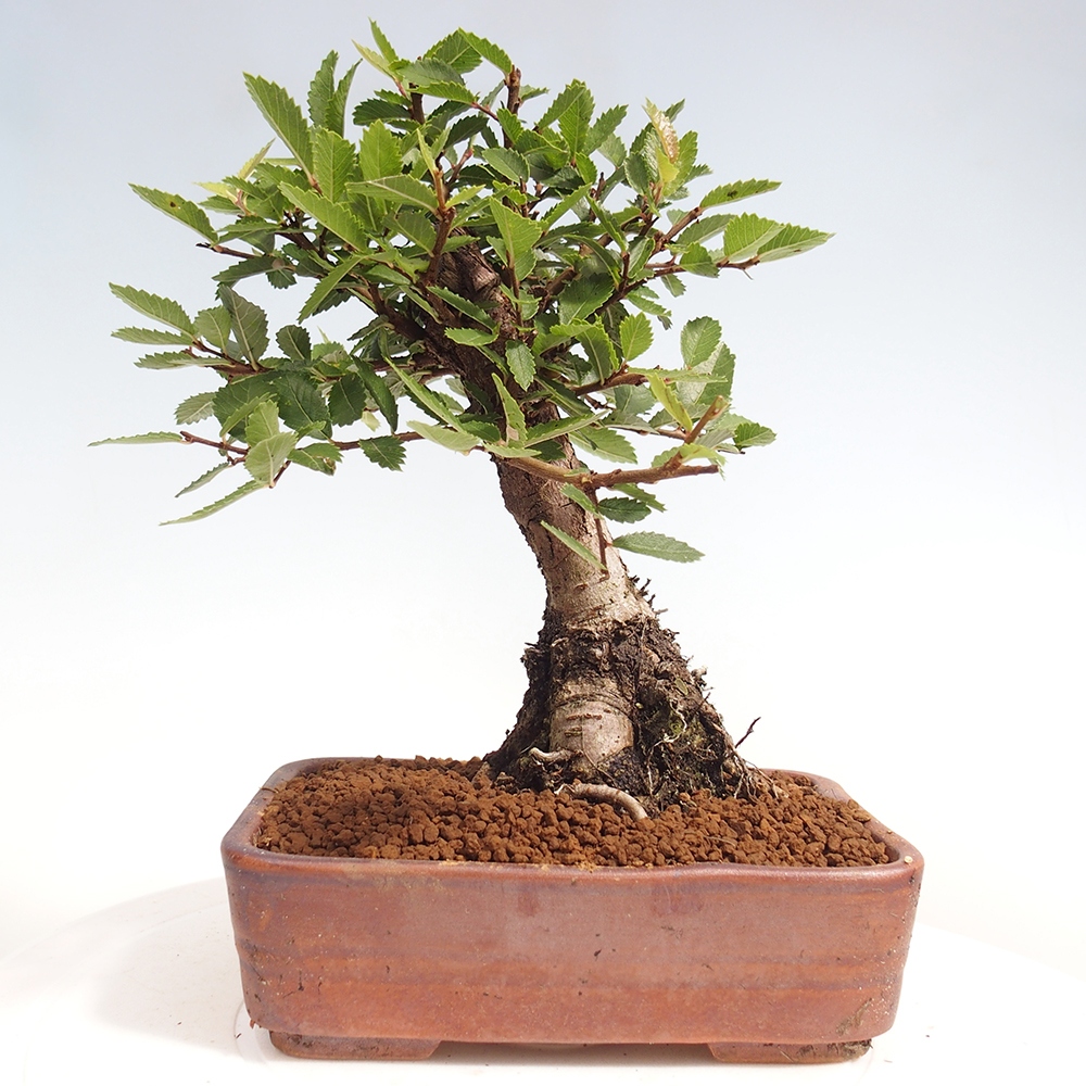 Venkovní bonsai - Zelkova - Zelkova NIRE