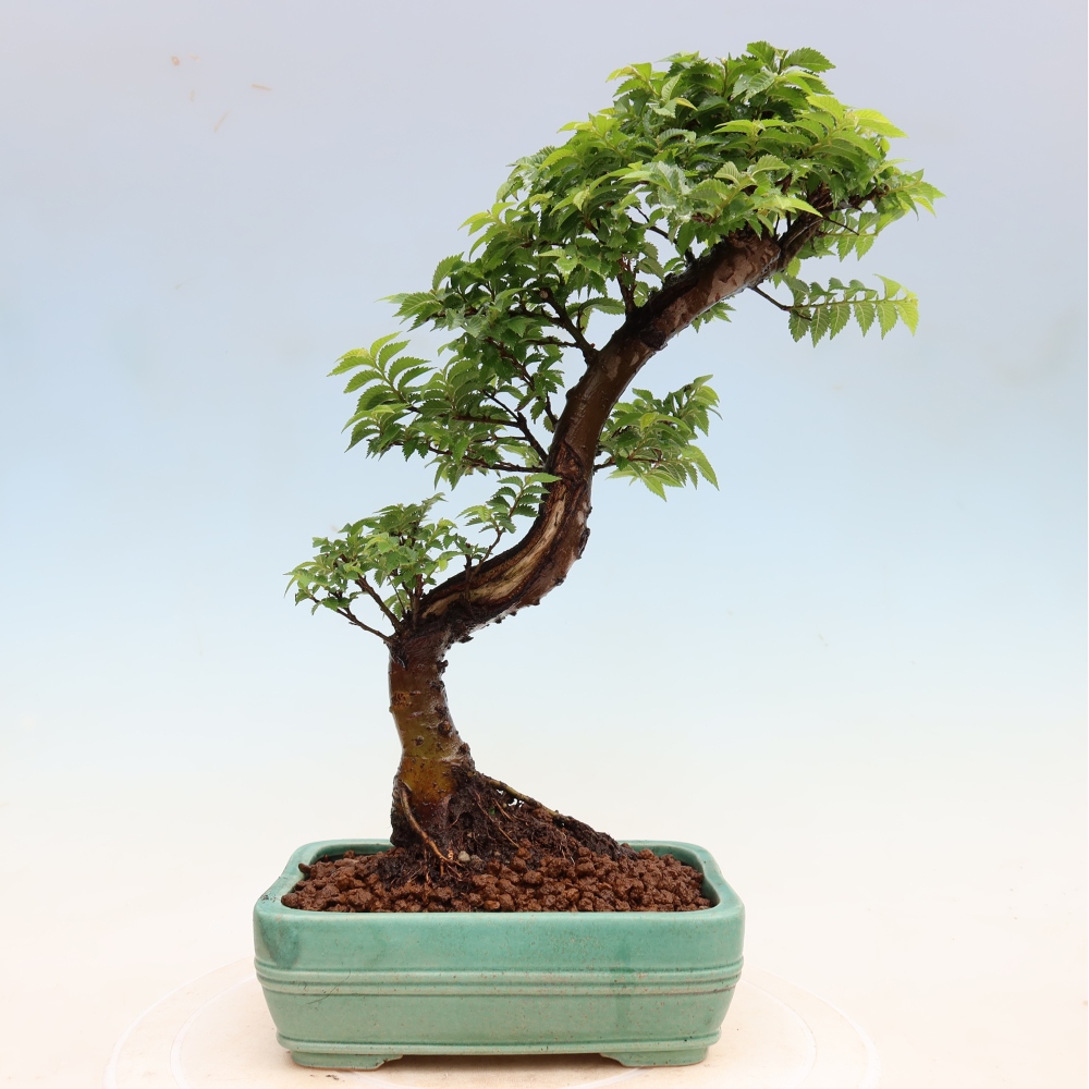 Venkovní bonsai - Ulmus Jacqueline Hillier - Jilm nádherný