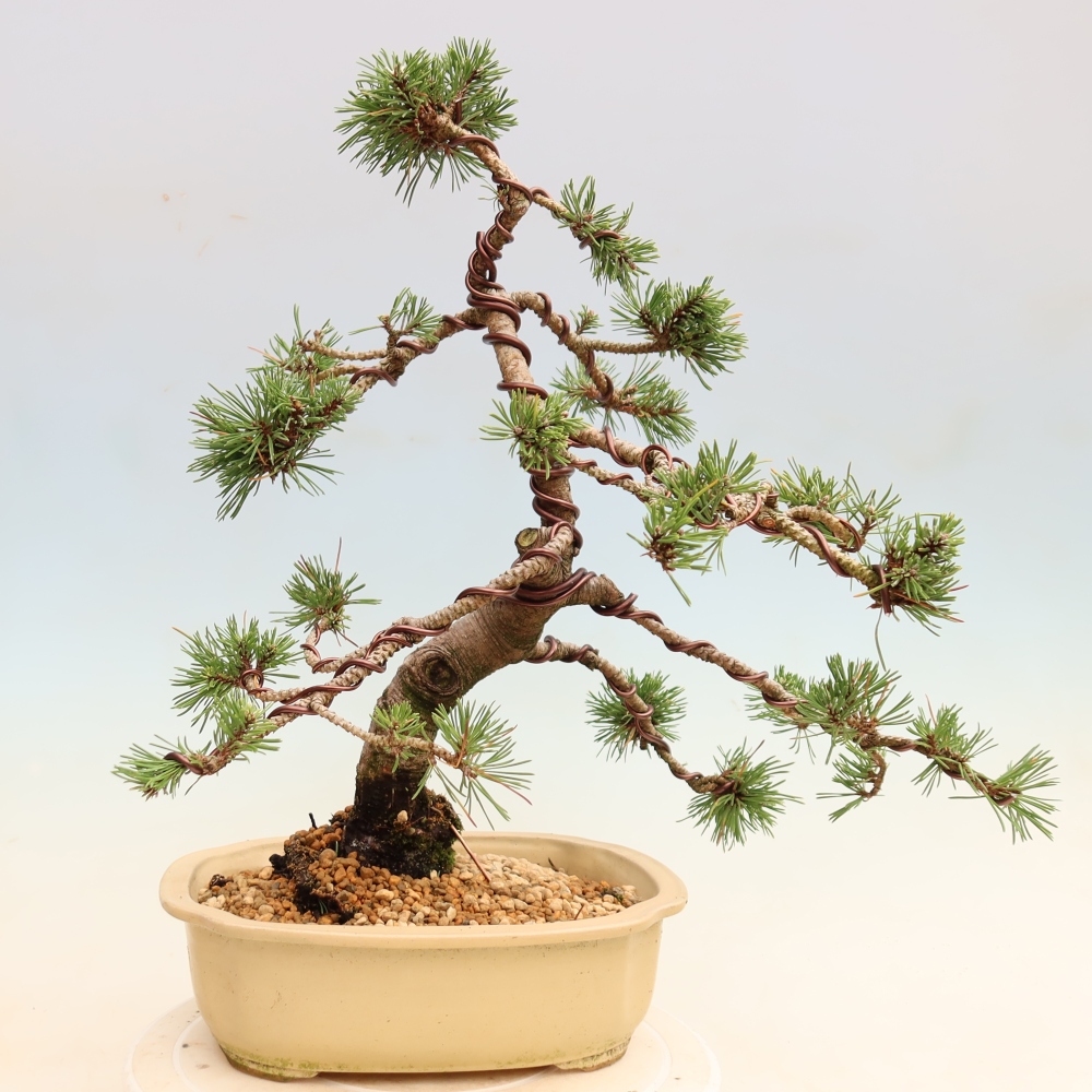 Venkovní bonsai - Pinus mugo Humpy  - Borovice kleč