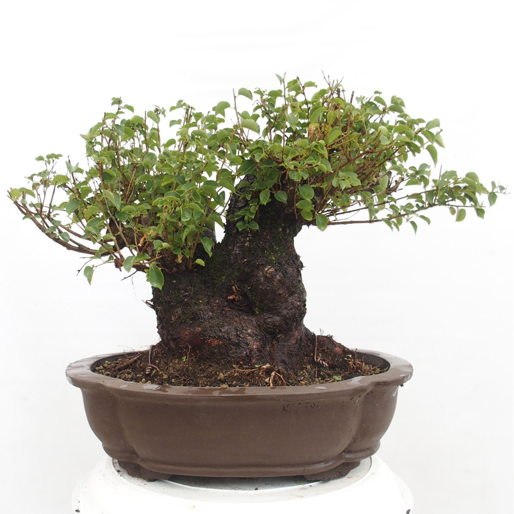 Venkovní bonsai - Mahalebka - Prunus mahaleb