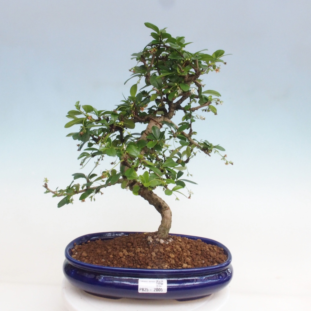 Pokojová bonsai - Carmona macrophylla - Čaj fuki