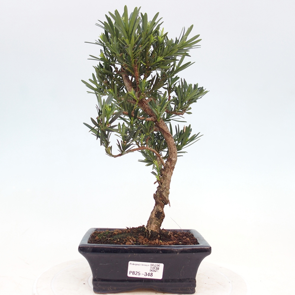 Pokojová bonsai - Podocarpus - Kamenný tis