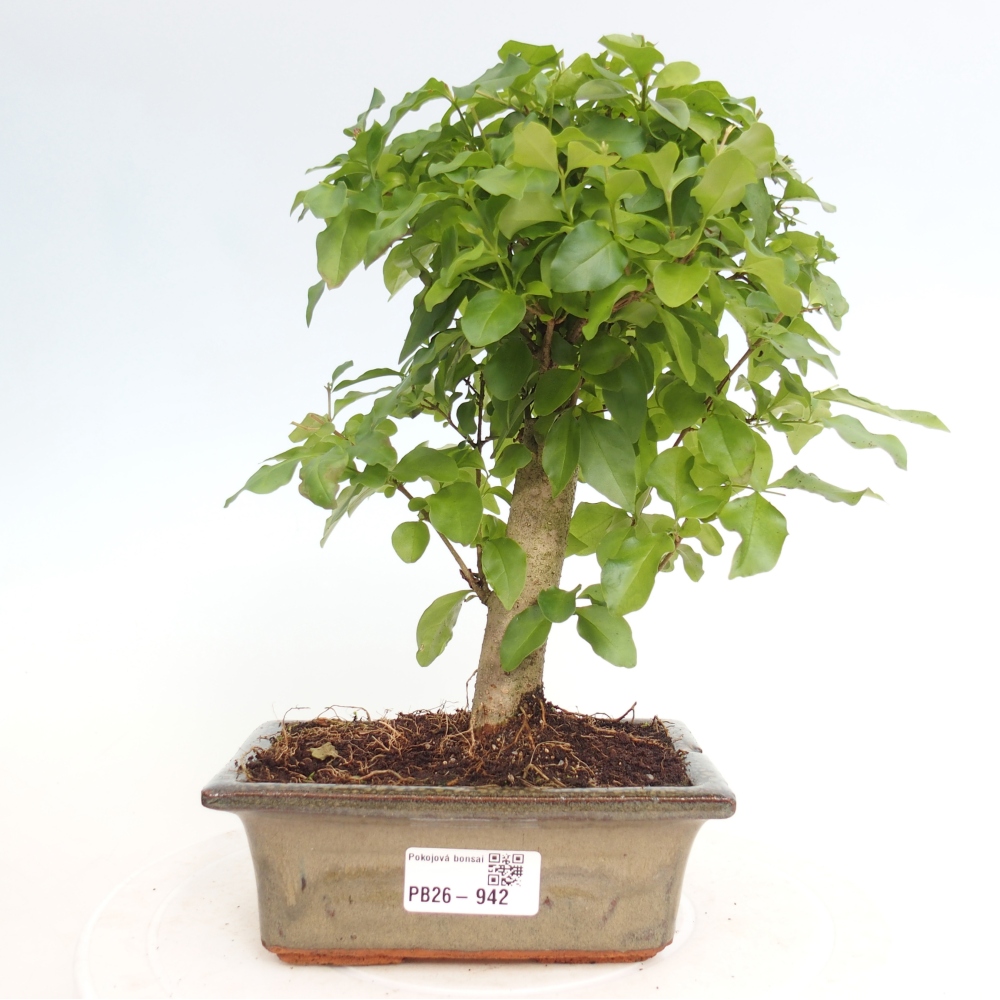 Pokojová bonsai -Ligustrum chinensis - Ptačí zob