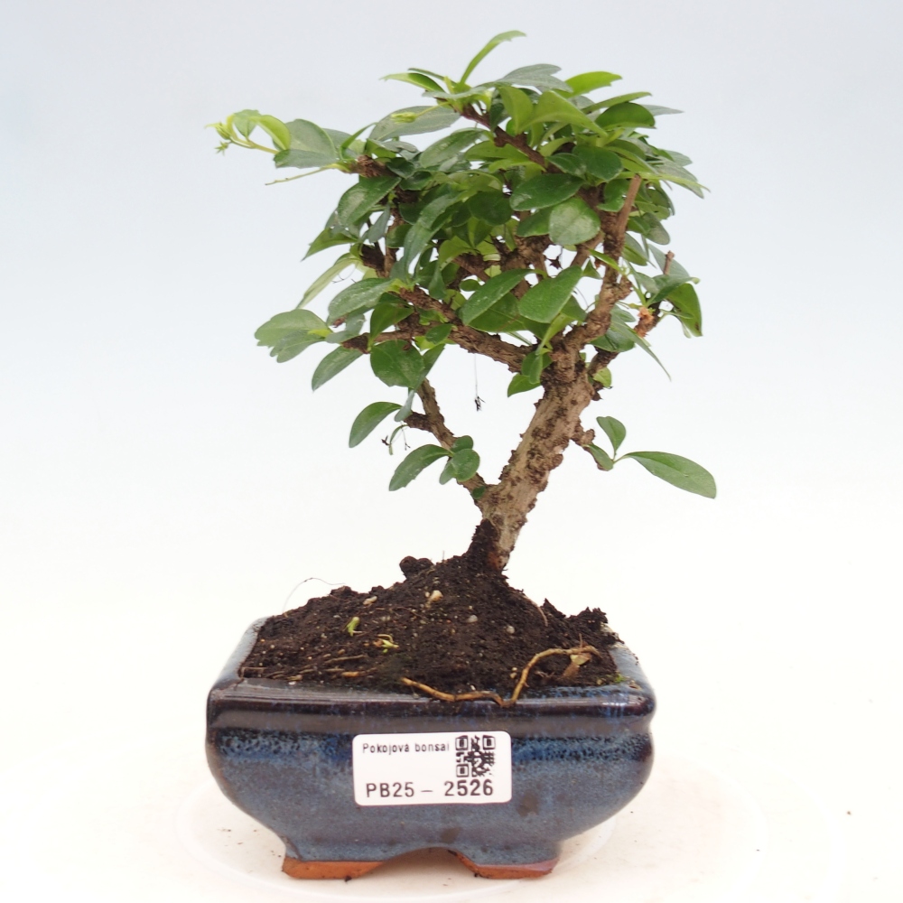 Pokojová bonsai - Carmona macrophylla - Čaj fuki