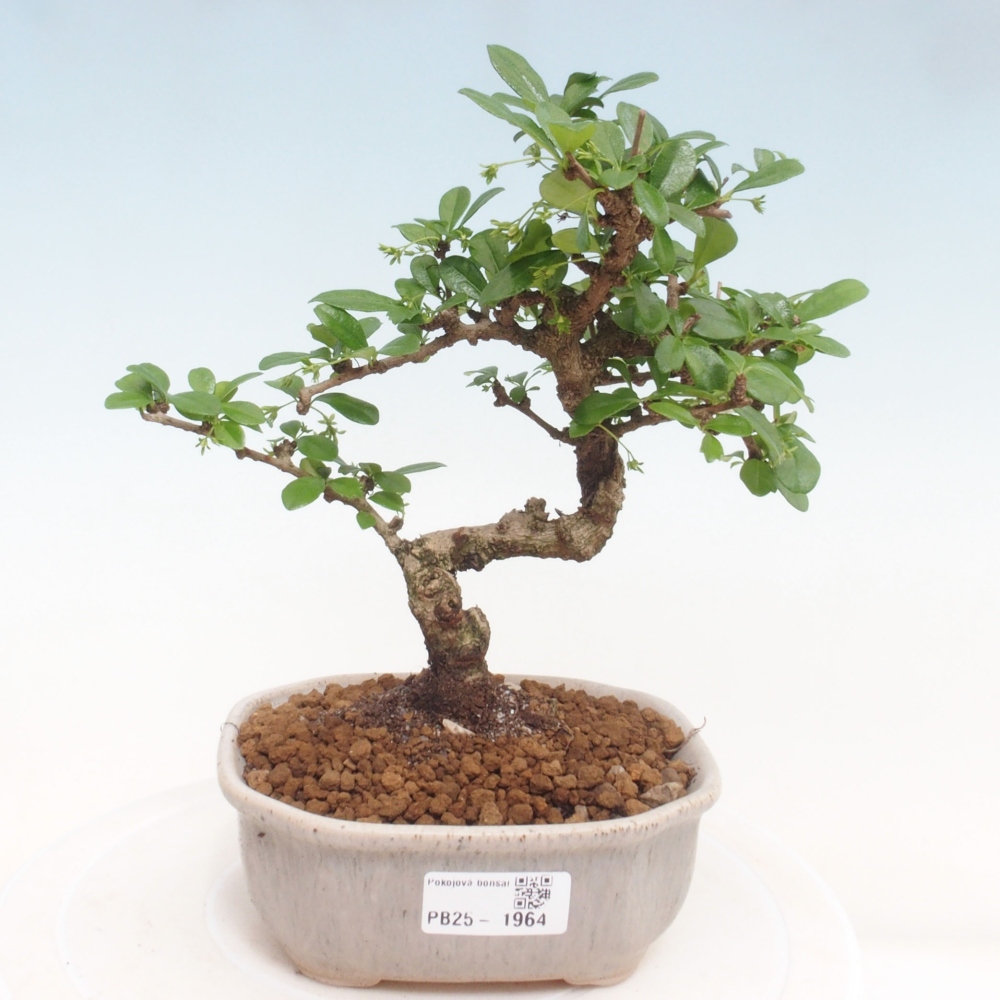 Pokojová bonsai - Carmona macrophylla - Čaj fuki